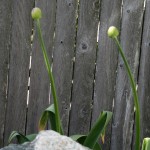 Allium, or Flowering Onion, in its initial mystery state. I could only assume it would look like an Outback Bloomin' Onion.
