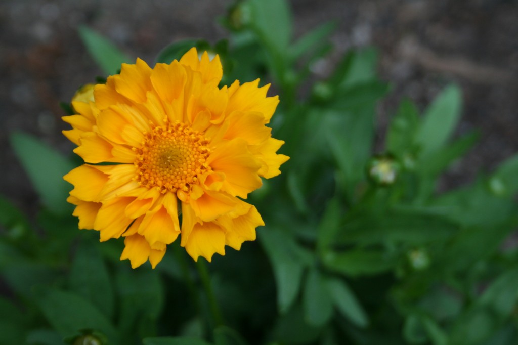 The coreopsis in bloom! Note the "fluted" petals. (heeeeey...see what they did there?)
