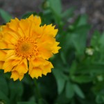 The coreopsis in bloom! Note the "fluted" petals. (heeeeey...see what they did there?)